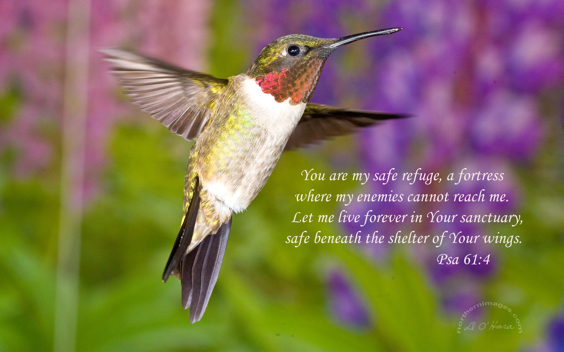 Beautiful Hummingbird Wallpaper Pictures