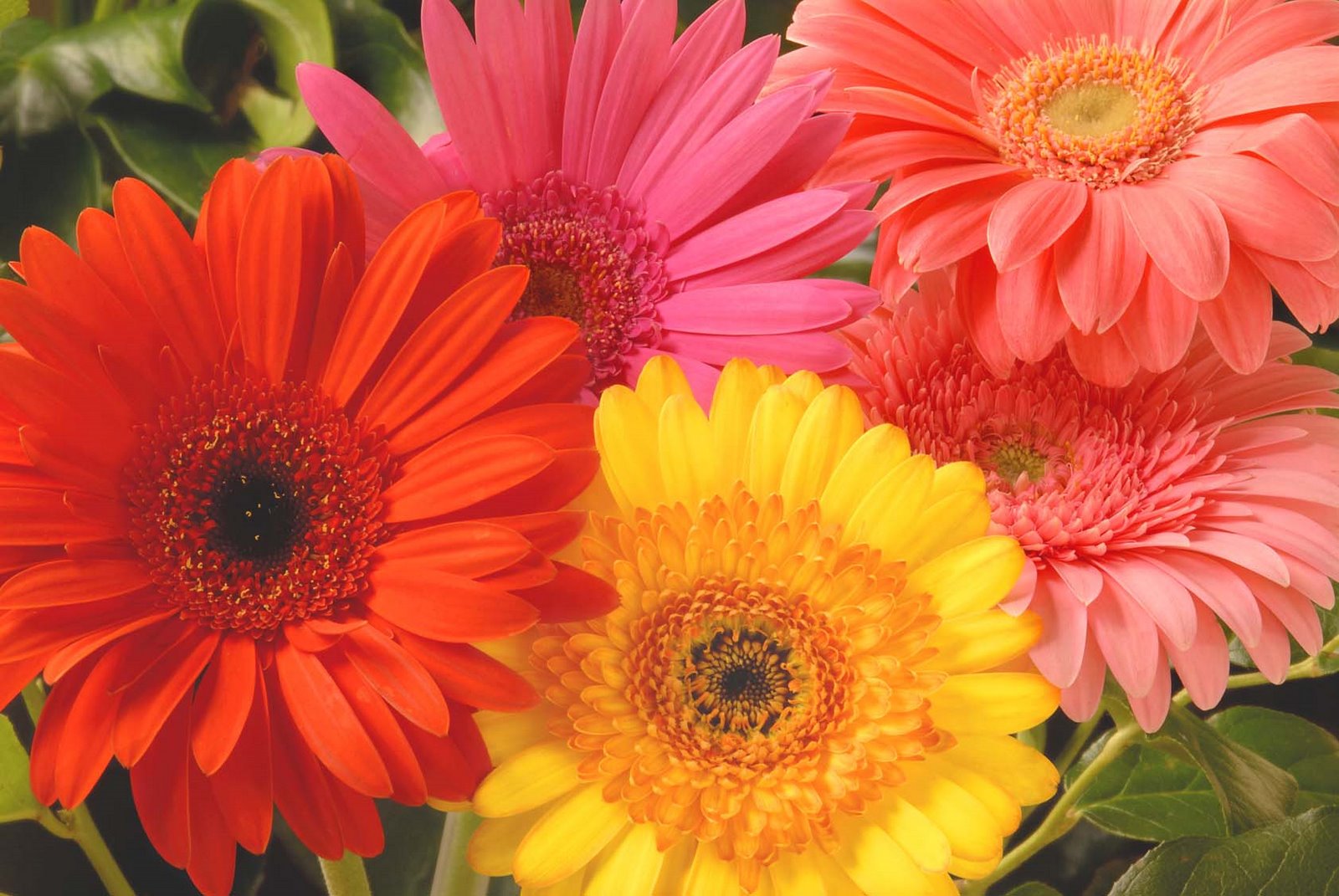 The flower heads can be a small as 7cm known as the mini gerbera or 1600x1071