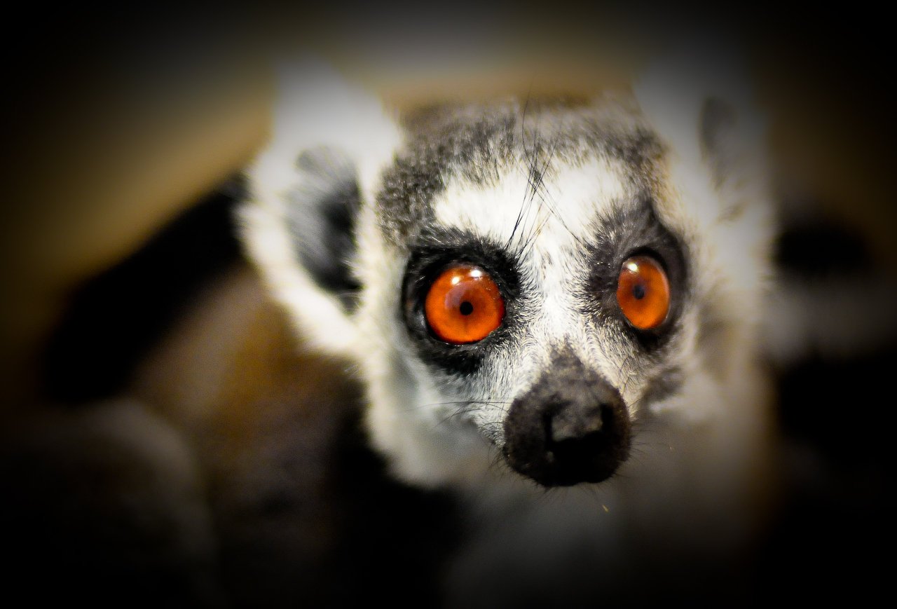 Lemur Face Wallpaper For Android Screen