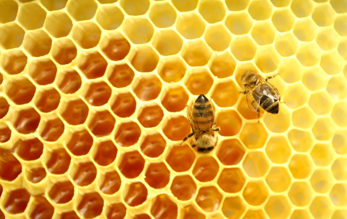 Honeycomb Wallpaper