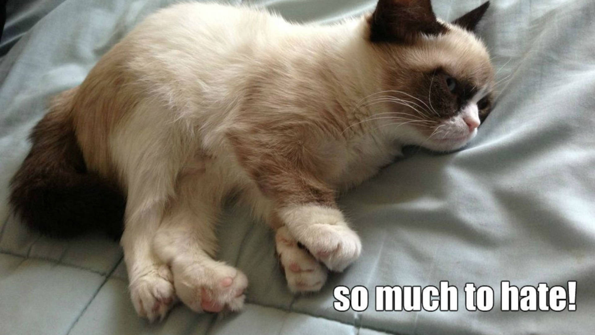 Cat Meme Wallpaper