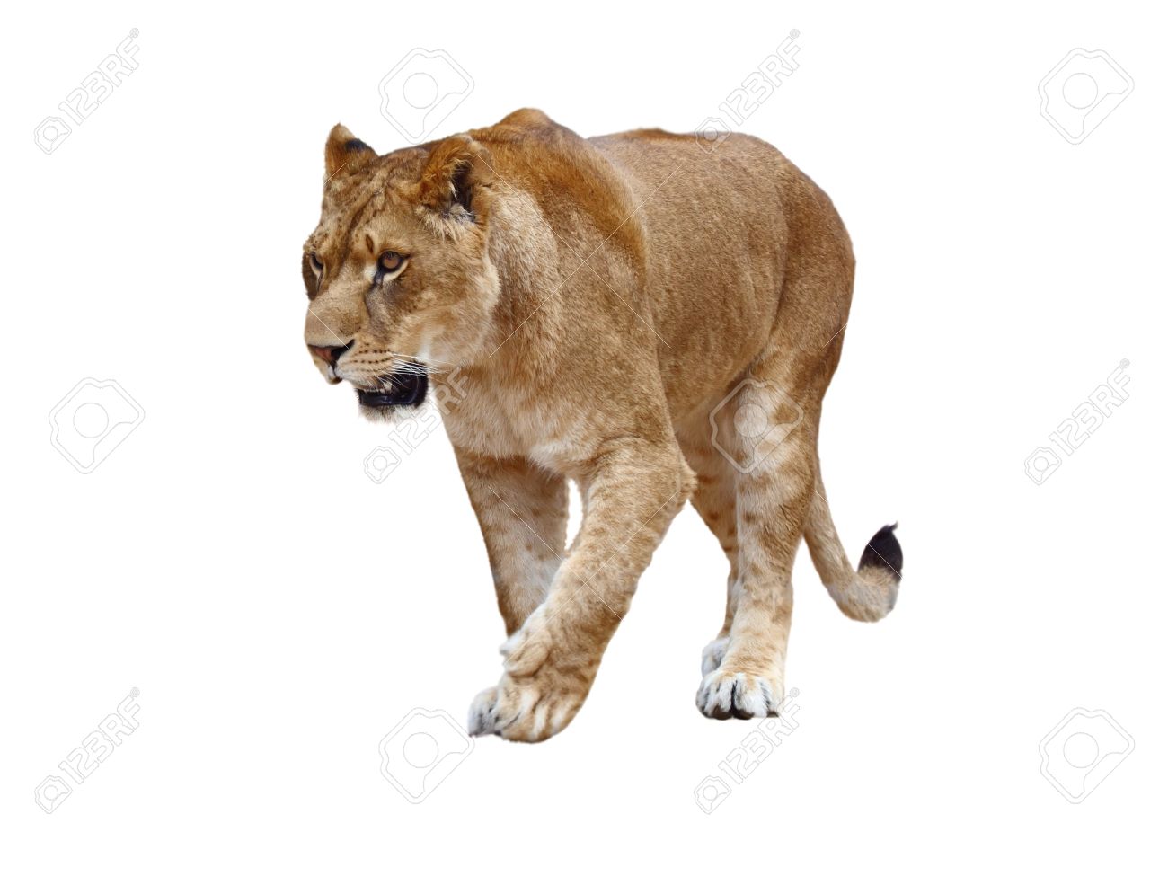 Lioness On White Background Stock Photo Picture And Royalty
