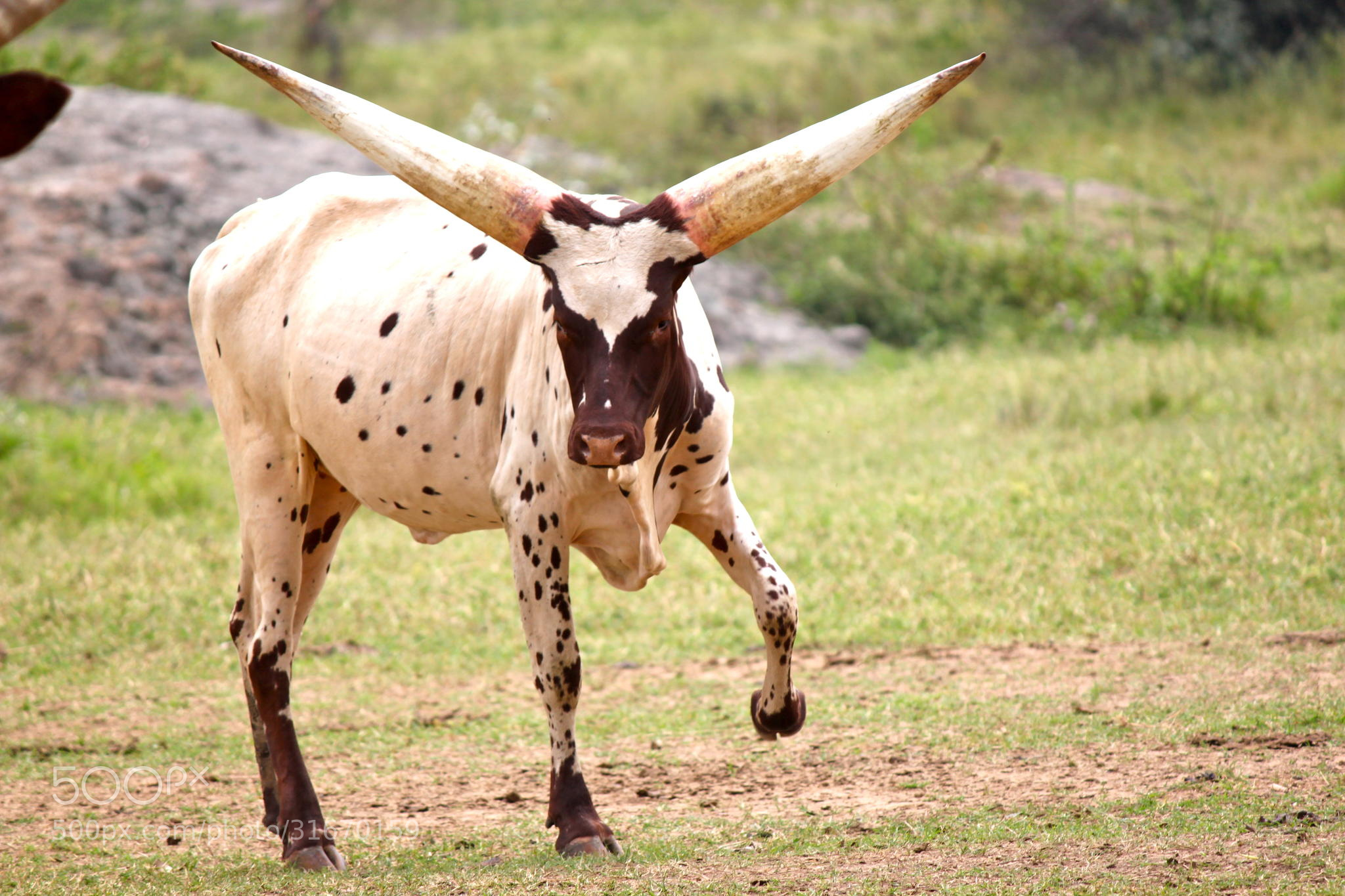 Longhorn Cattle Are Native