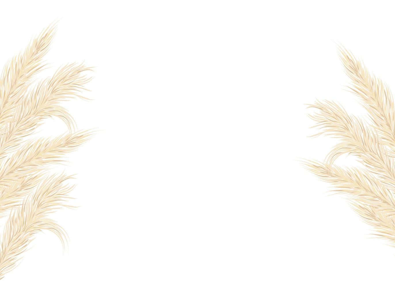 Pampas Grass Background In The Edge Wallpaper