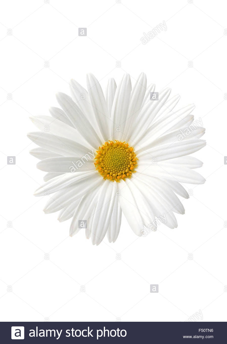 White Sunflower Floral On Background Stock Photo