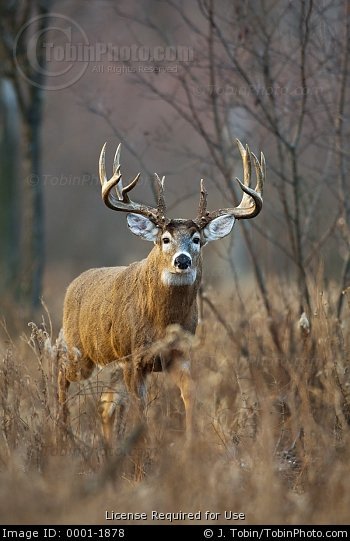 big buck whitetail deer walks through high weeds and grasses in old