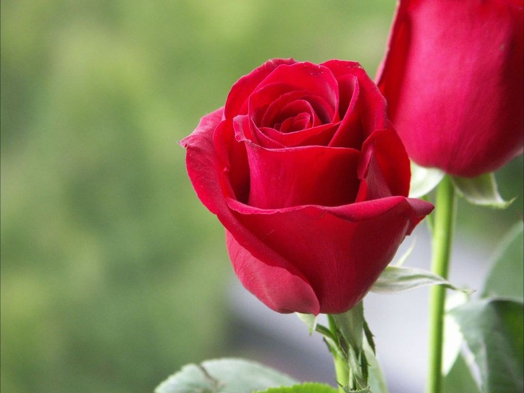 Love Rose Wallpapers  HD Background Images  Photos  Pictures  YL  Computing