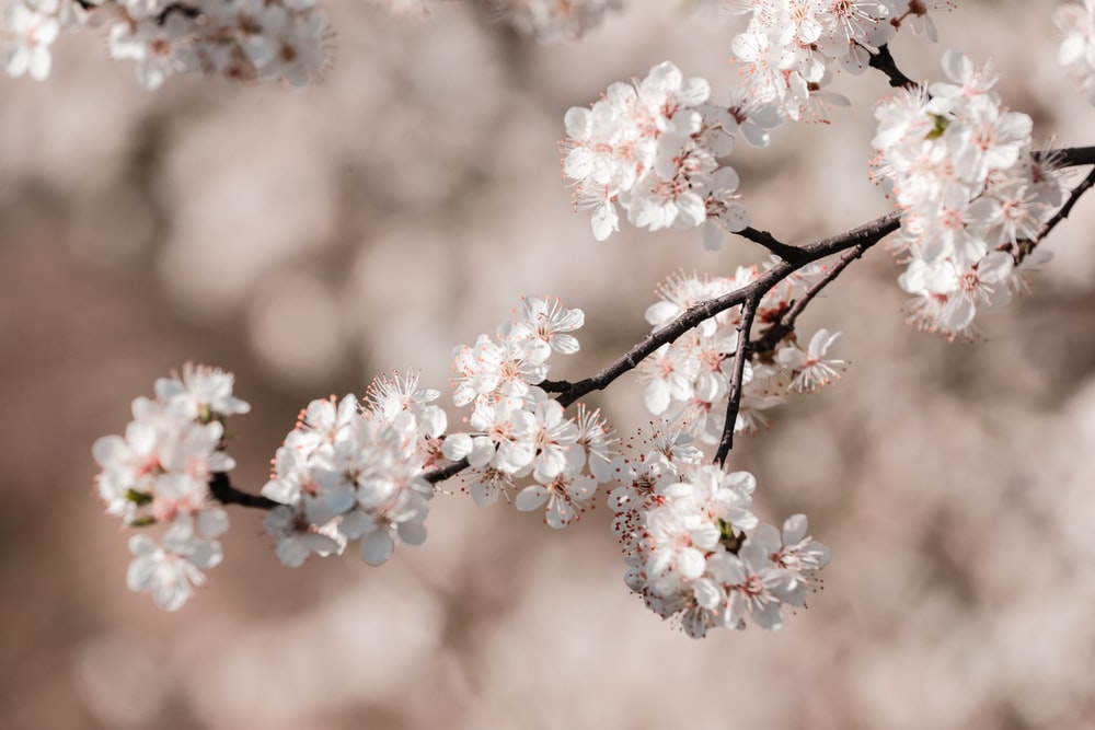 Plum Blossom Pictures Image