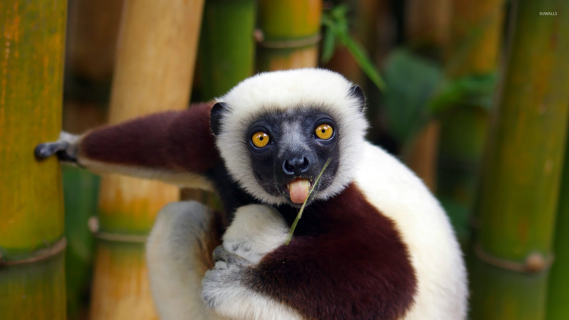 Lemur Wallpaper Animal