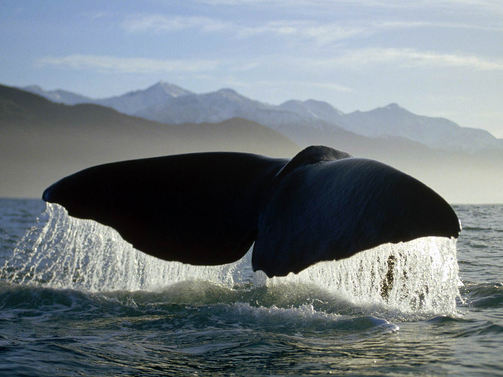 Whales HD Wallpaper