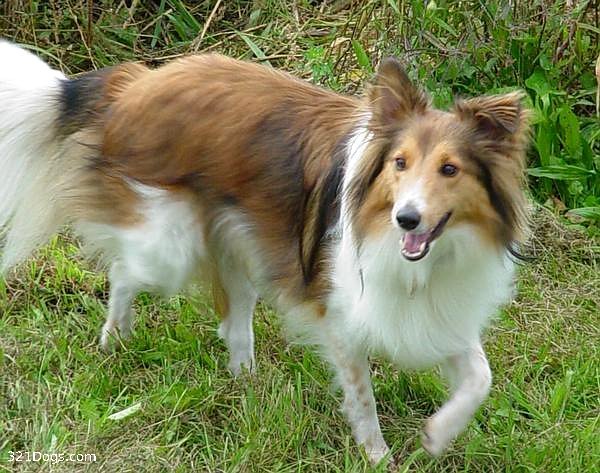 Shetland Sheepdog Photos Sheltie Dog Wallpaper No Desktop