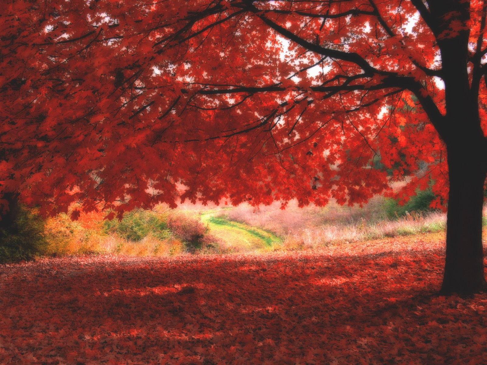 Autumn Background Nature Image