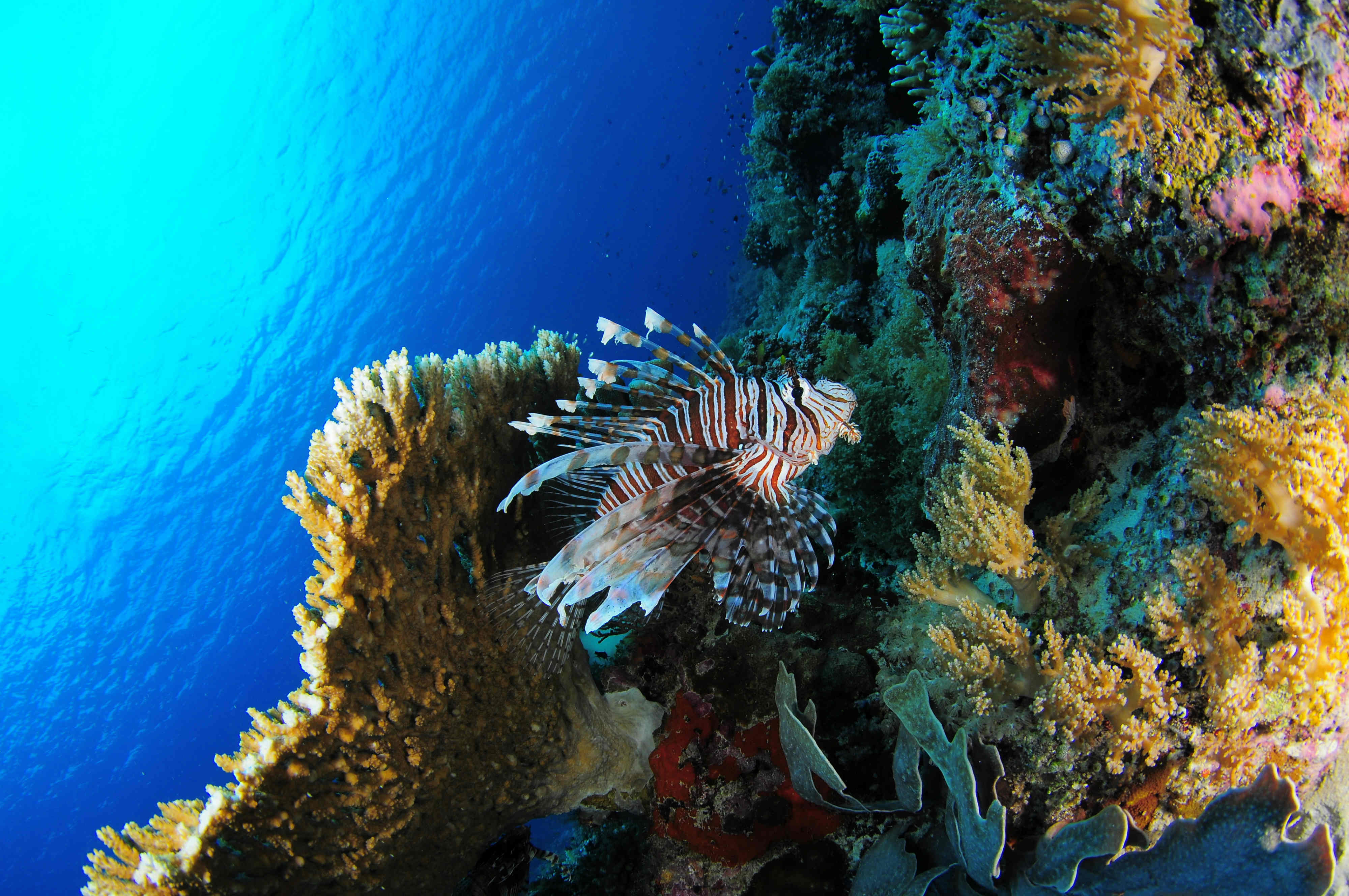 Coral Reef HD Wallpaper