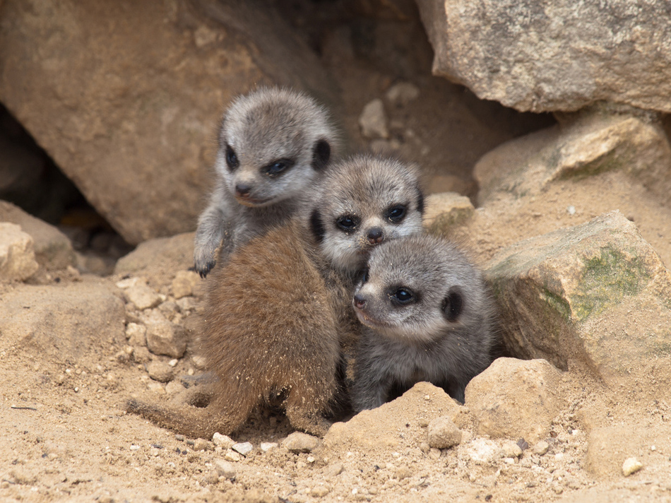 Image Cute Meerkat Babies Pc Android iPhone And iPad Wallpaper