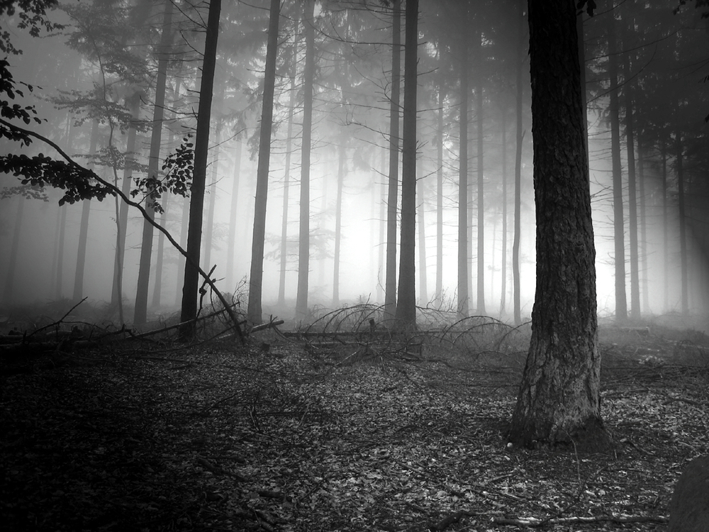 Wallpapers   dark forest by Rauldemo66   Customizeorg