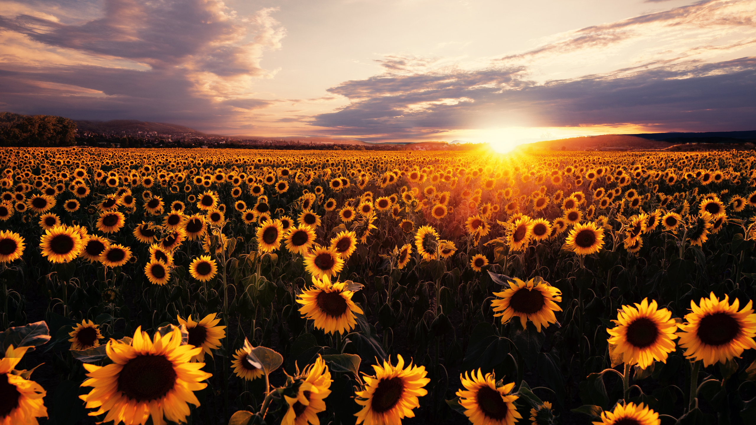 Sunflowers Field Sunrise 5k 1440p Resolution HD 4k Wallpaper Image