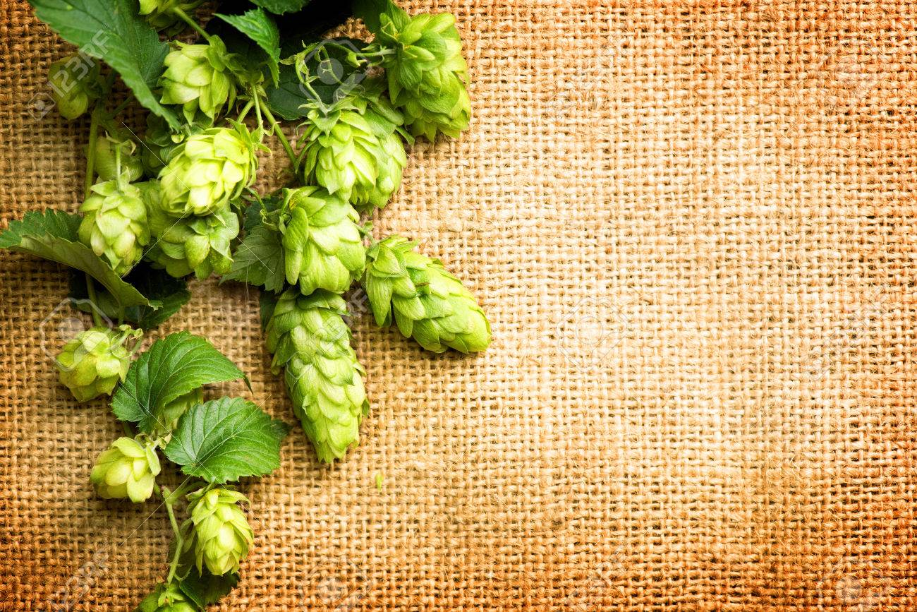 Hop Branches With Leaves And Cones Over Burlap Background