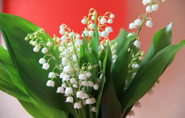 Wallpaper Lily Of The Valley Flowers Flower Spring White