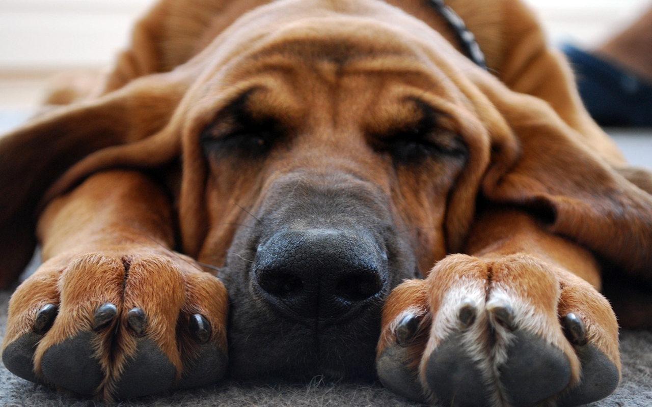 Bloodhound Sleeping Widescreen Wallpaper