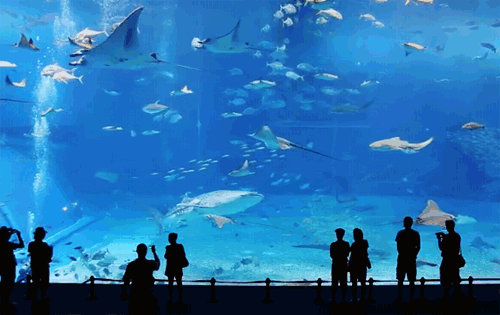 Free download Animated Fish Tank animated gif fish gif [500x315] for your  Desktop, Mobile & Tablet | Explore 33+ Moving Fish Bowl Wallpaper | Fish  Desktop Wallpaper Moving, Free Live Moving Fish