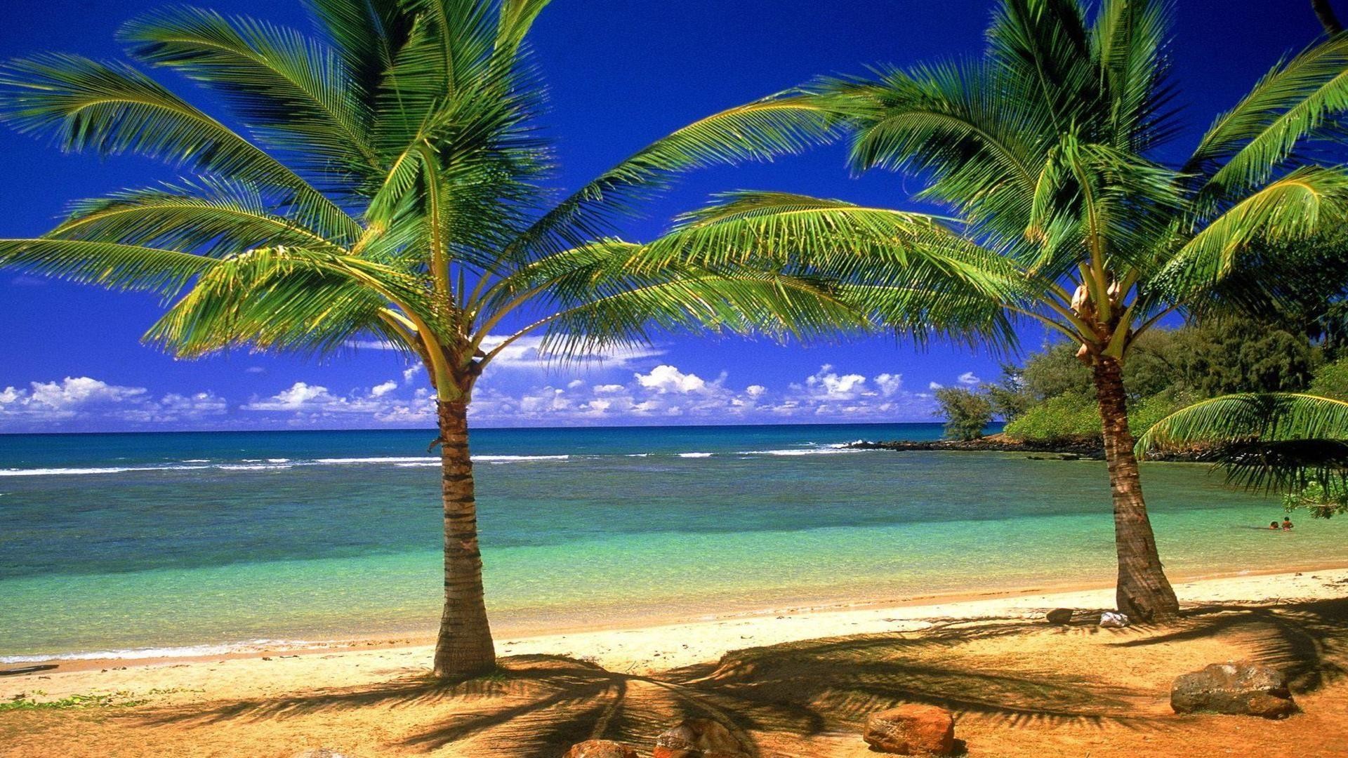 Beach Palm Trees Wallpaper