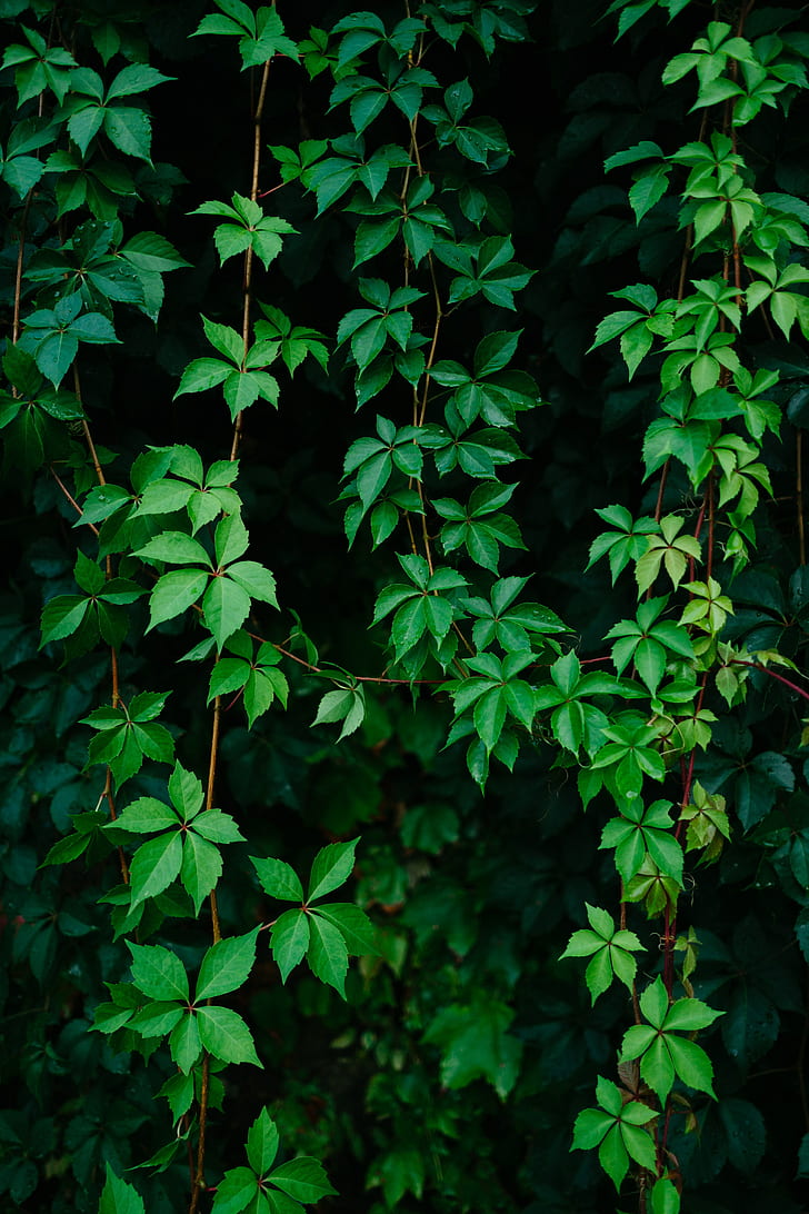 Leaves Plant Green Grapes Vine HD Wallpaper