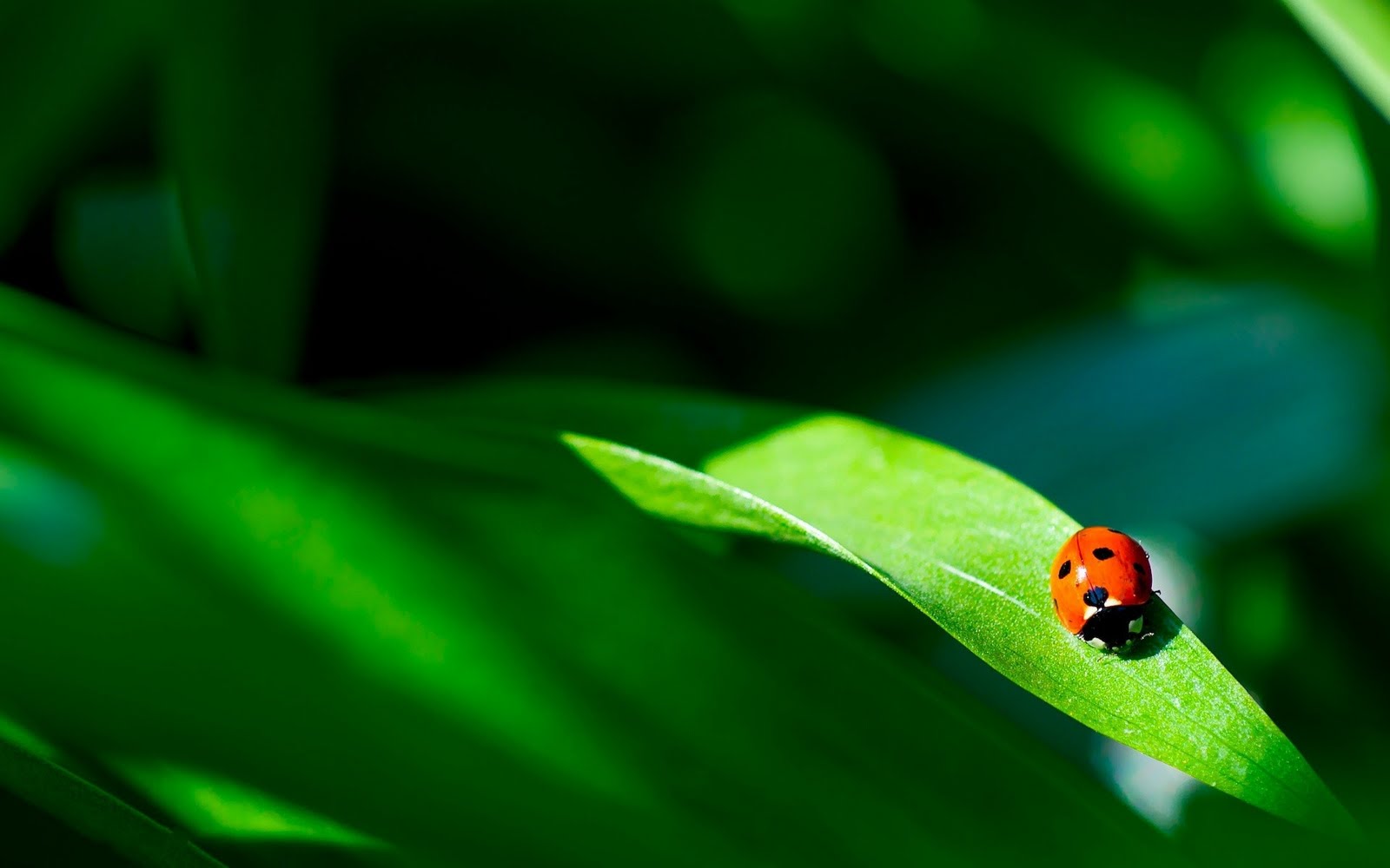 HD Ladybug Wallpaper Nature