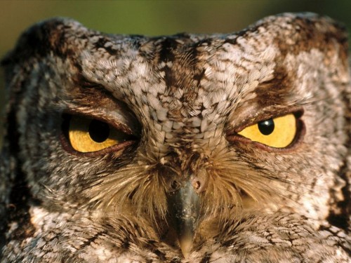 Western Screech Owl Montana Screensaver Screensavers
