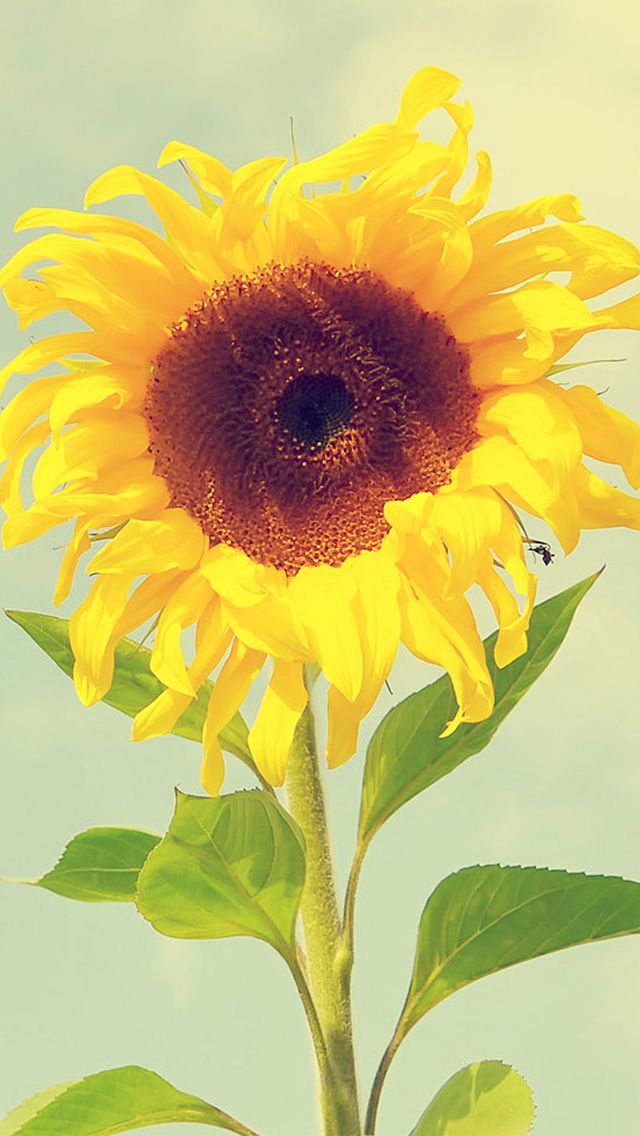 Beautiful Flower Macro iPhone 5s Wallpaper