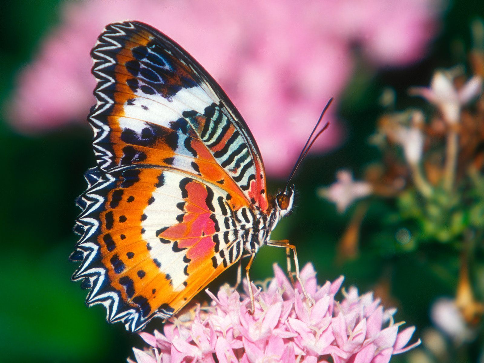 Beautiful Butterflies   Butterflies Wallpaper 9481267