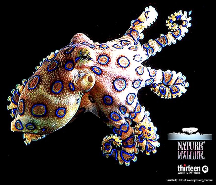 Blue Ringed Octopus HD Wallpaper Records