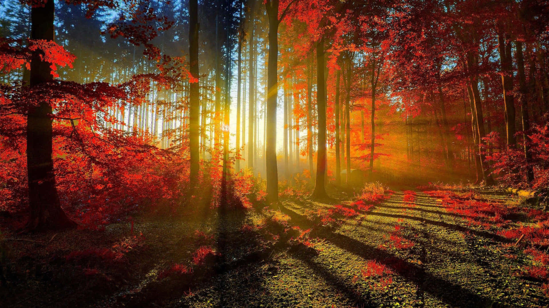 Bright Sunlight Fall Wallpaper