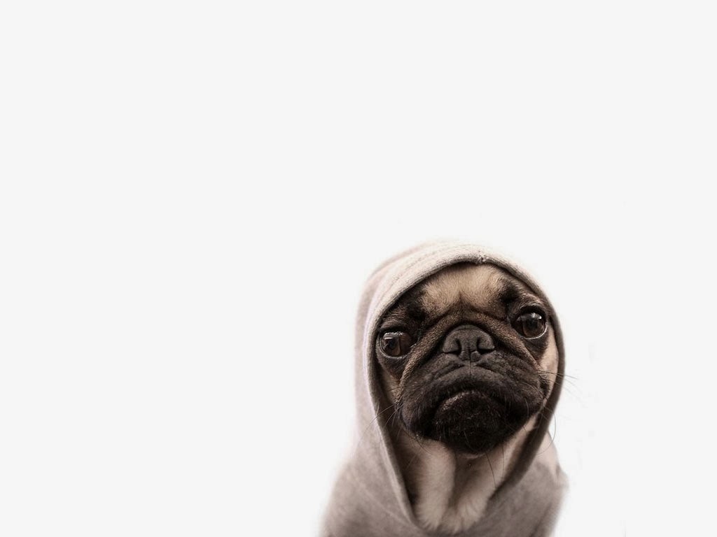 Pug Dog HD Wallpaper