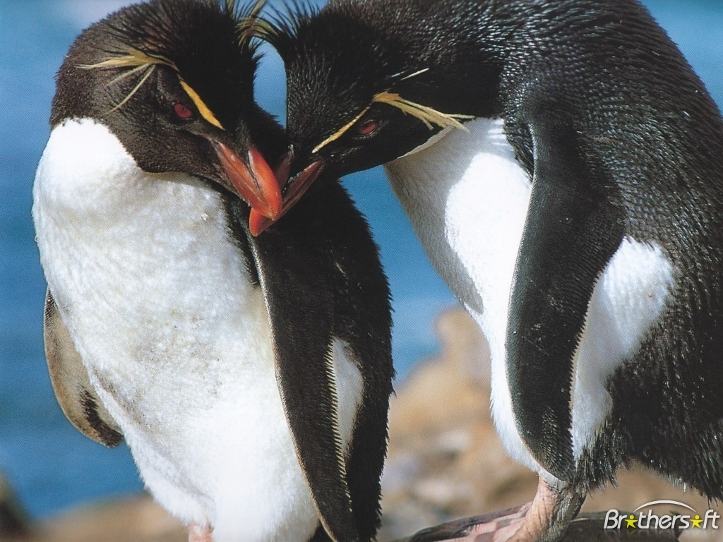 Penguins Screensaver