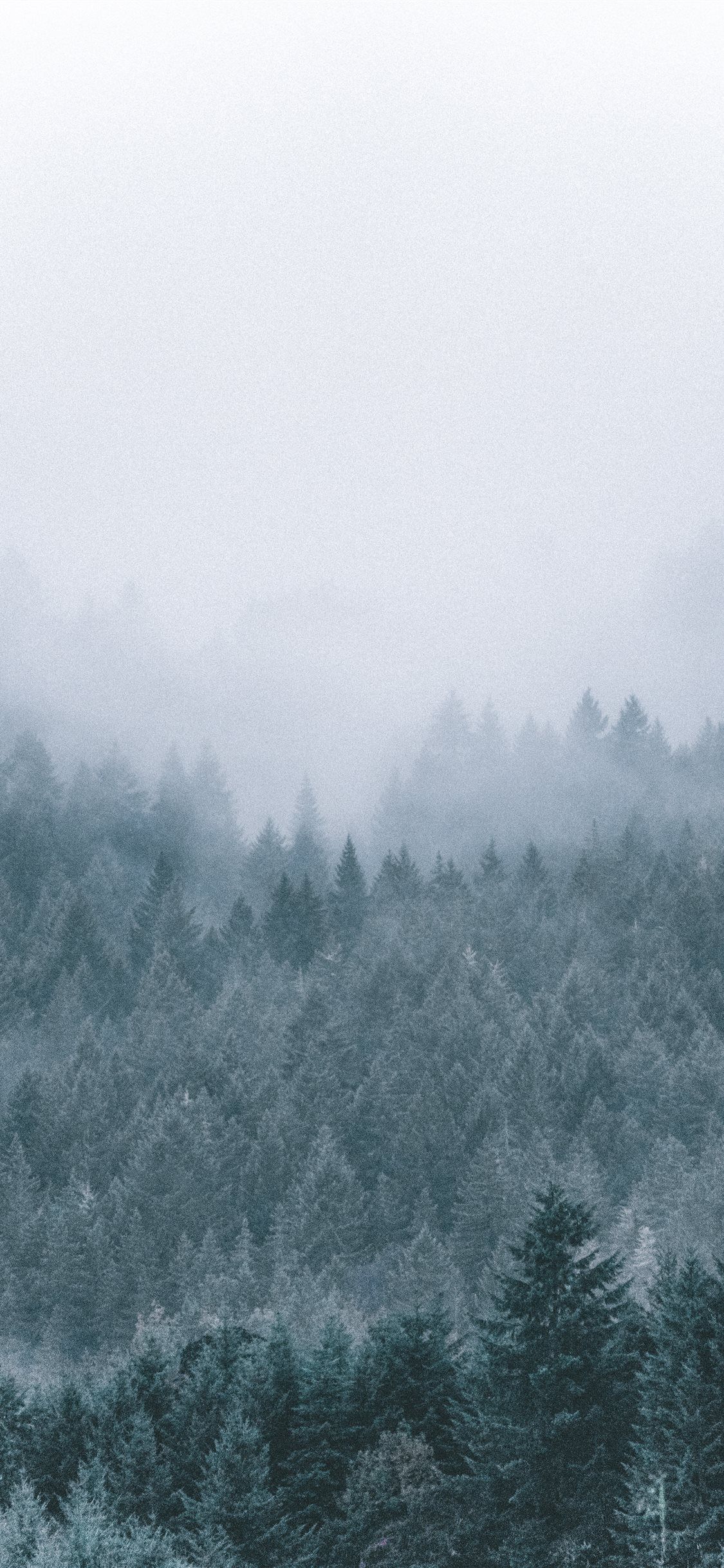Foggy Icy Green Pine Trees Scenery Wallpaper Tree