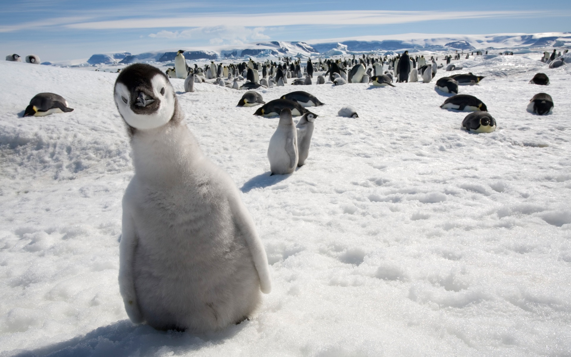 Windows Wallpaper Antarctic Snow Scenery Penguins