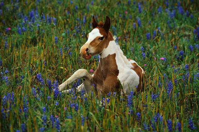 American Paint Horse The Life Of Animals