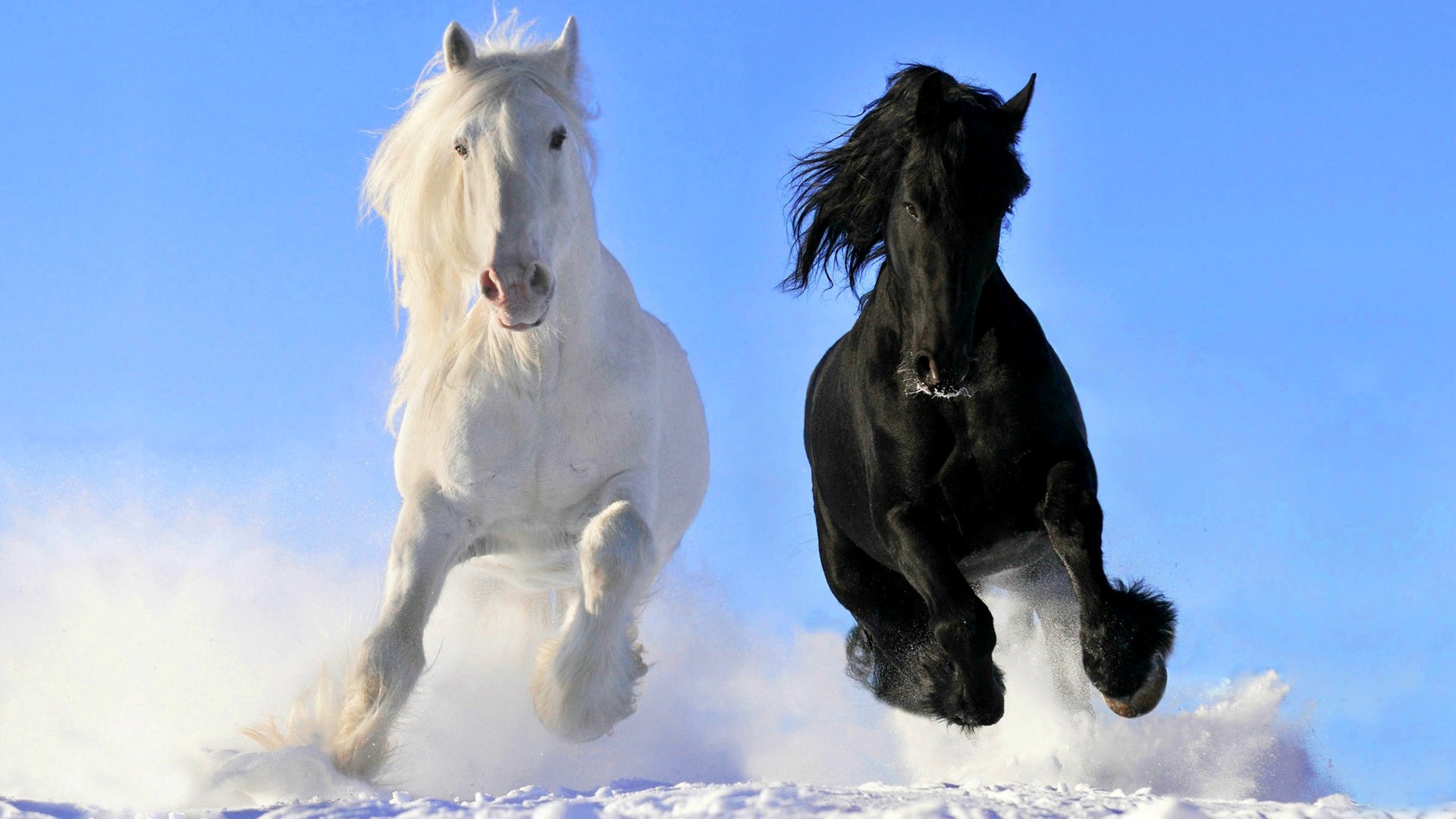 White And Black Horse Running HD Wallpaper