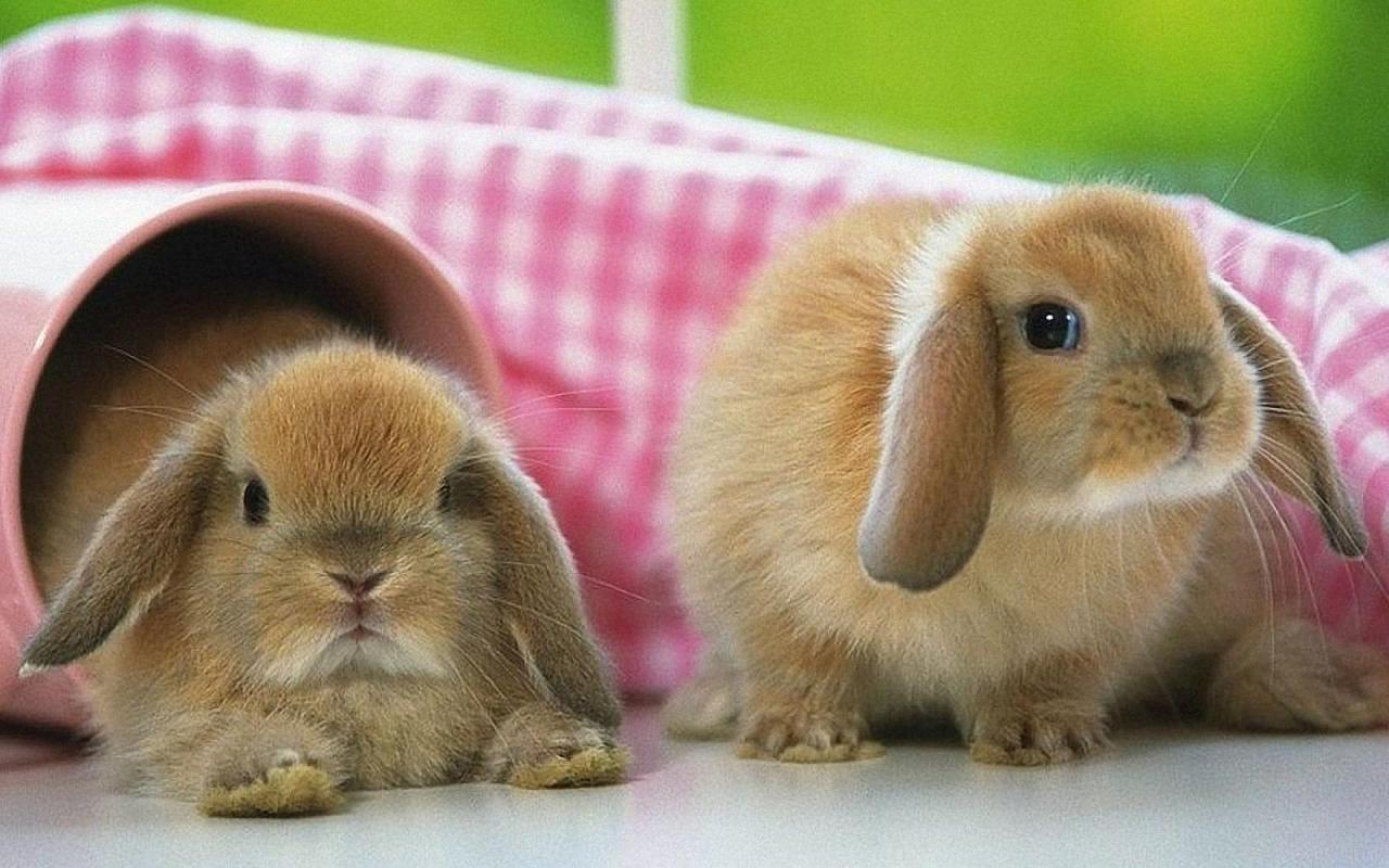 Rabbit Wallpaper Pictures