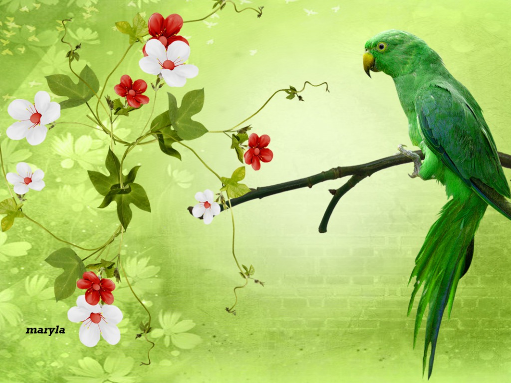 Beautiful Bird Parrot HD Wallpaper In This Picture A Green