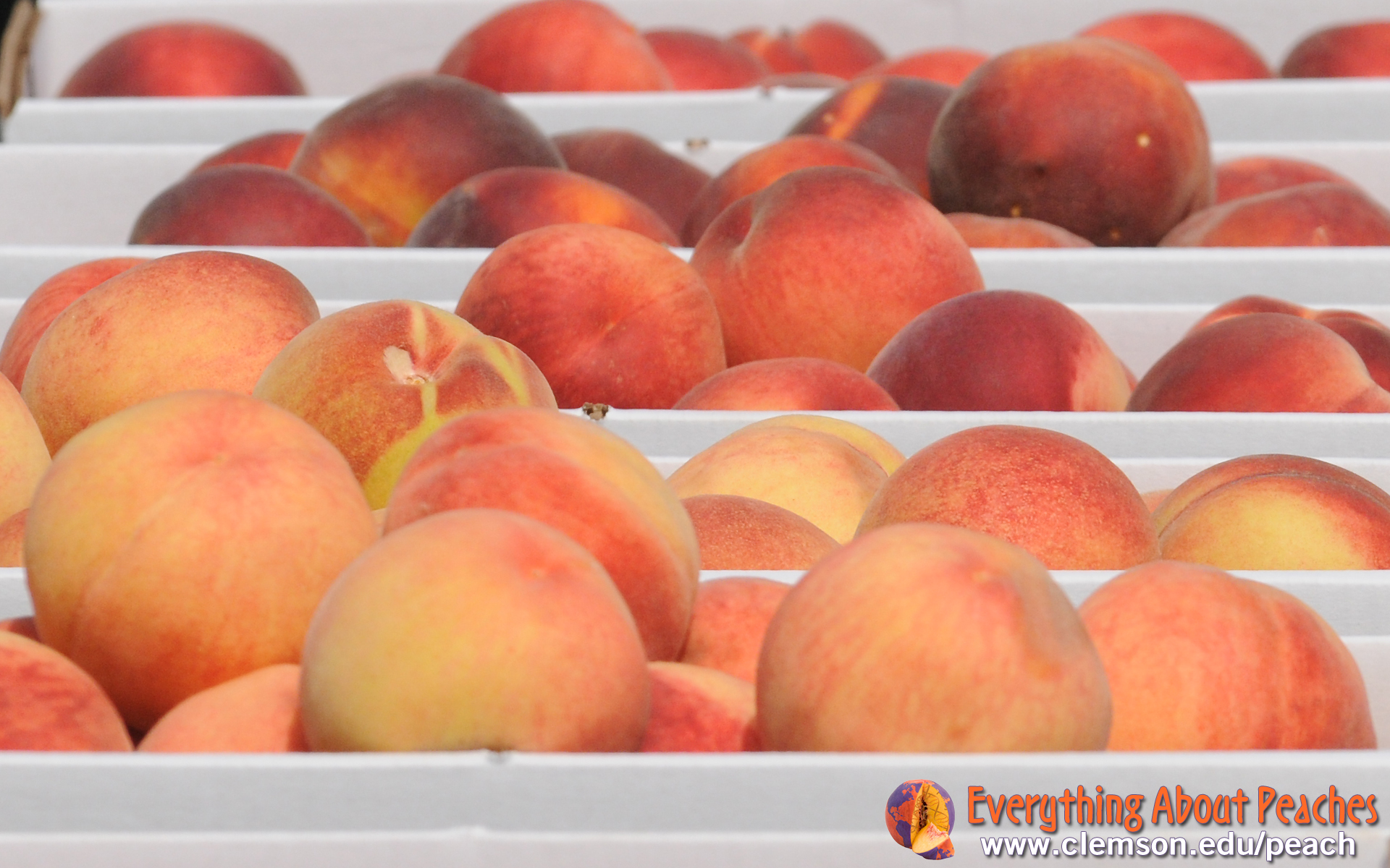 Harvest Peaches Boxes After Full HD Desktop Wallpaper Wallinda