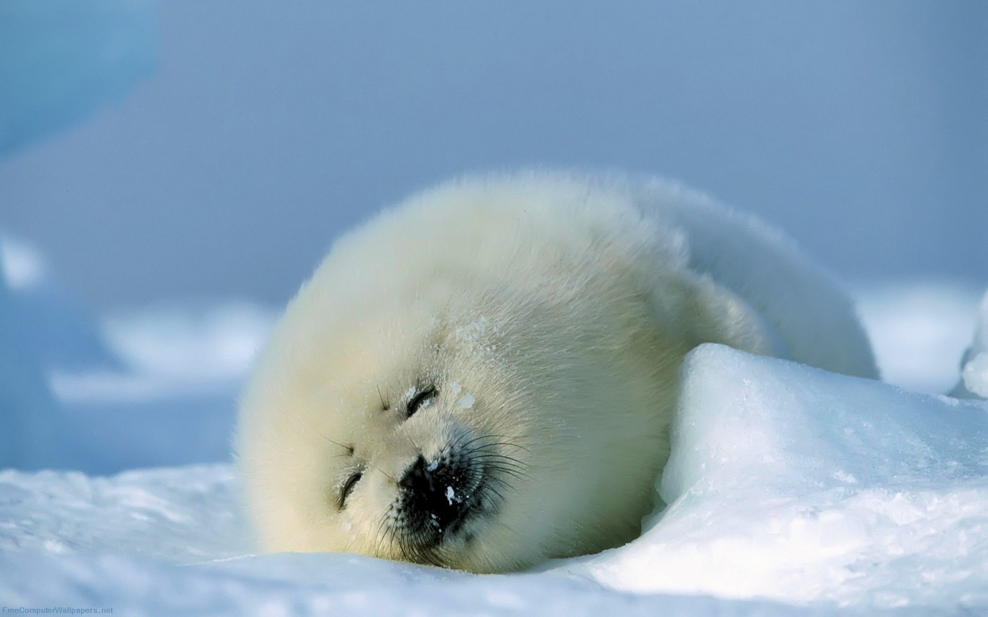 Wallpaper Harp Seal Cub Baby Fur Snow