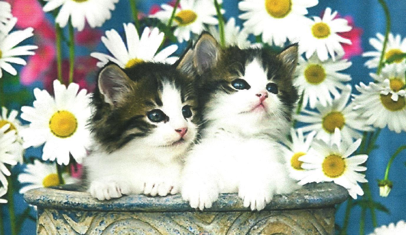 Twin Kittens With Flowers Wallpaper HD