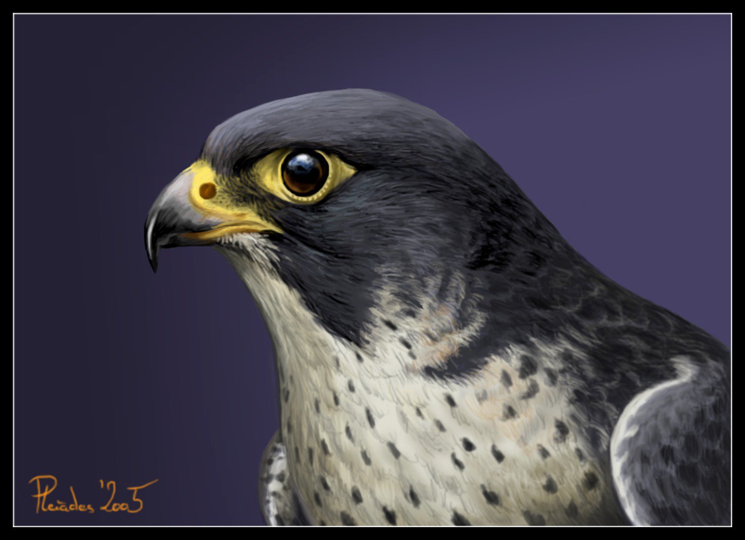 Peregrine Falcon By Emberiza