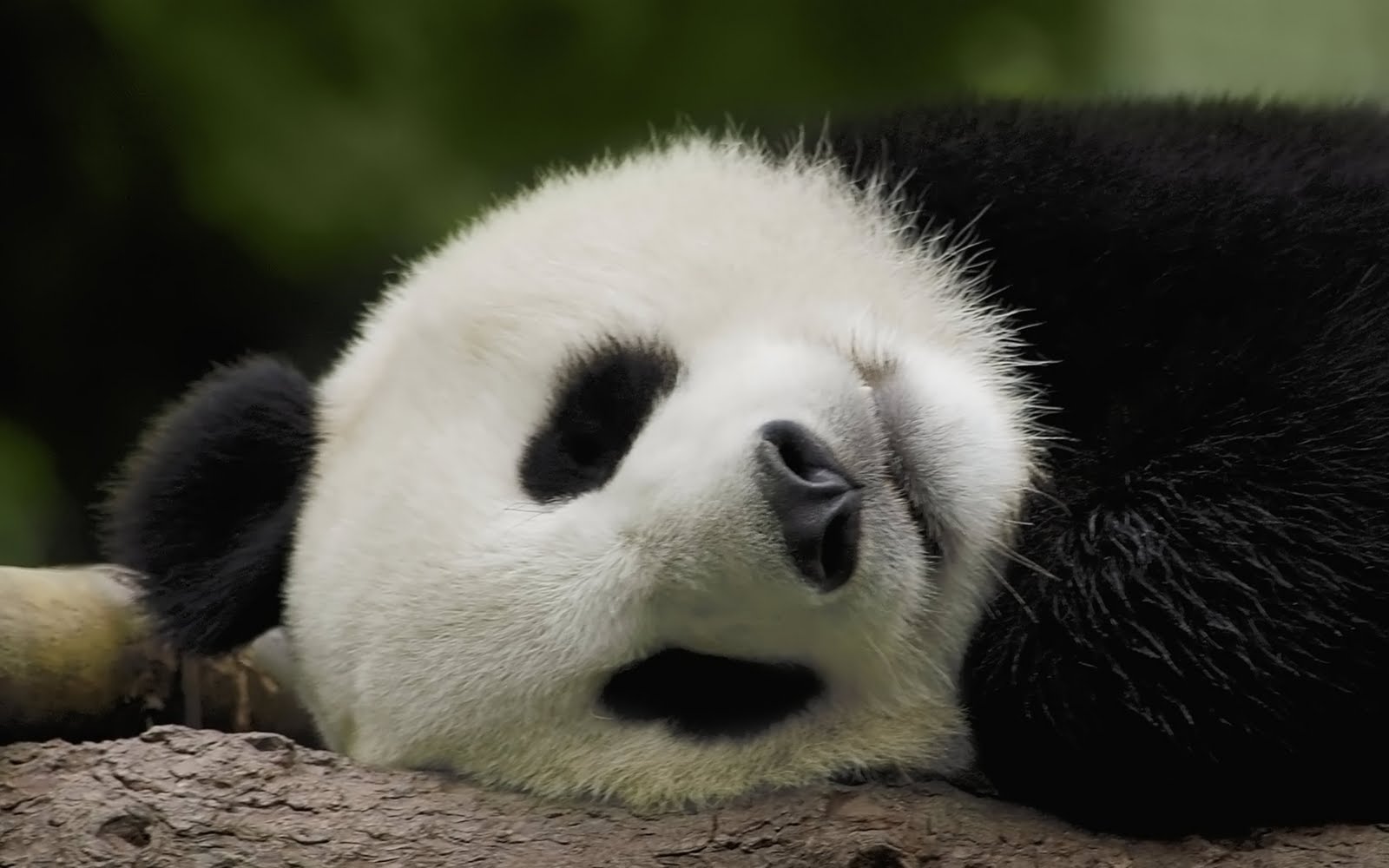 Panda Wallpaper