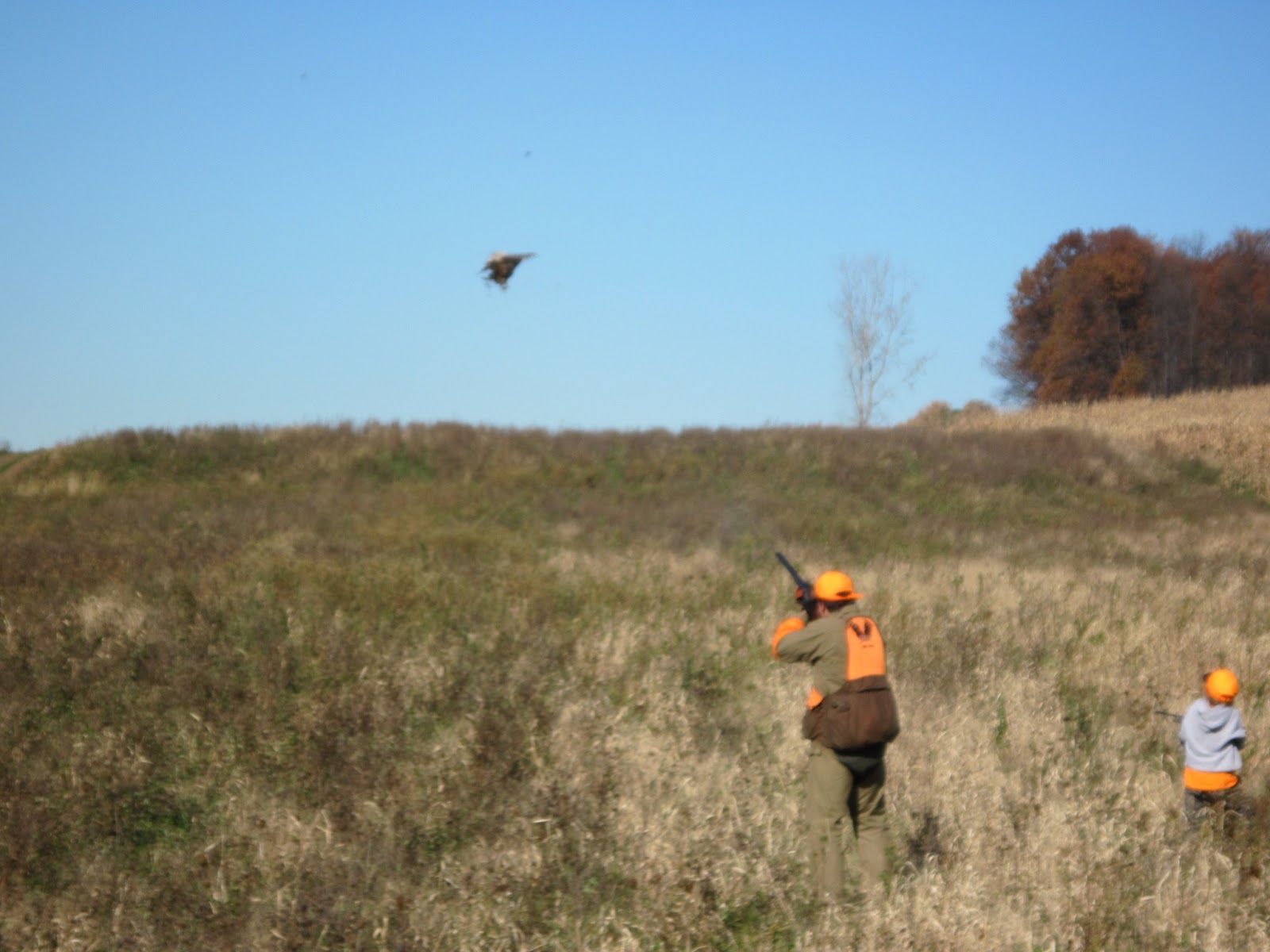 Pheasant Hunting Wallpaper Hunt