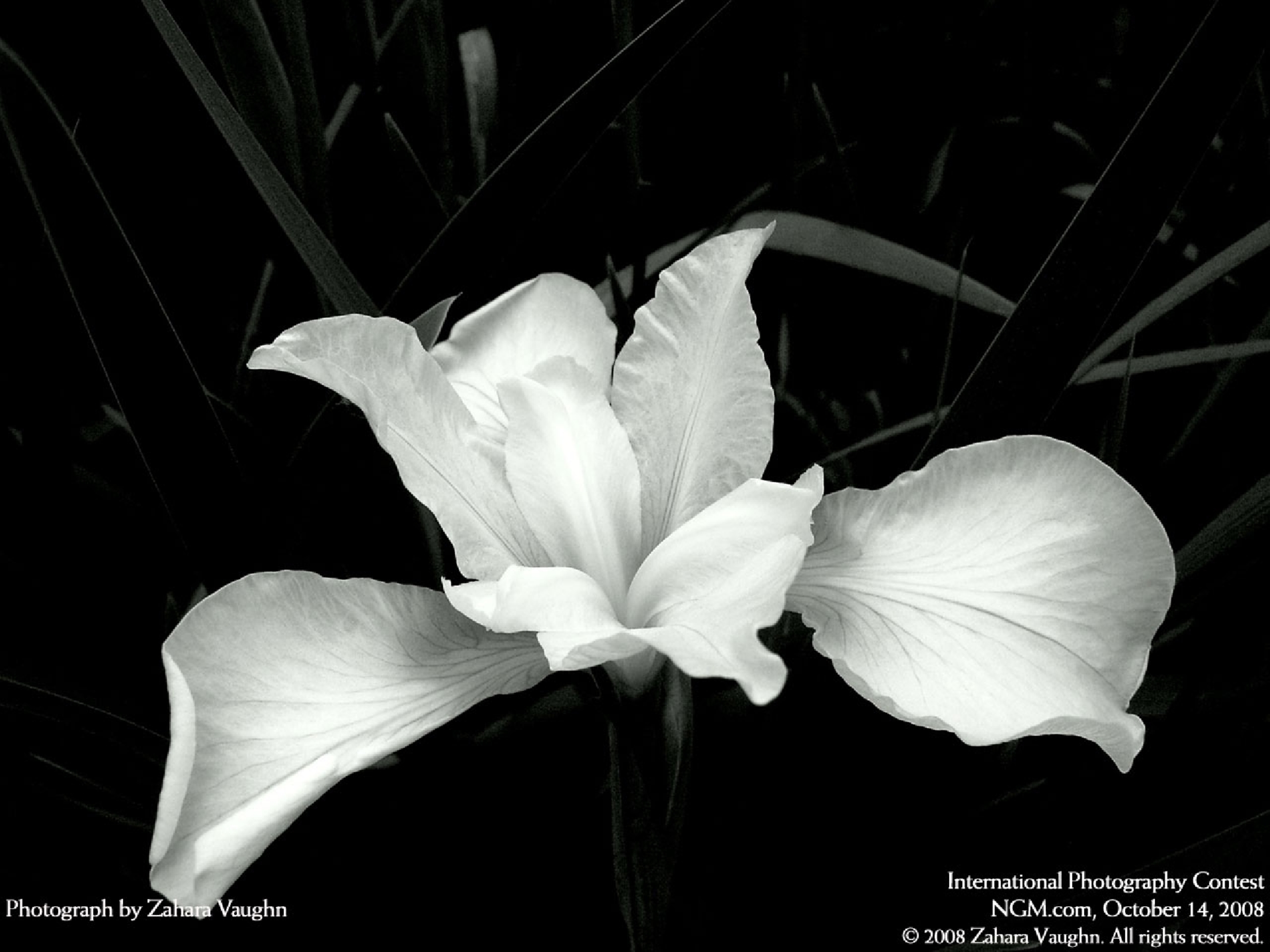 Black And White Flowers Image Thecelebritypix