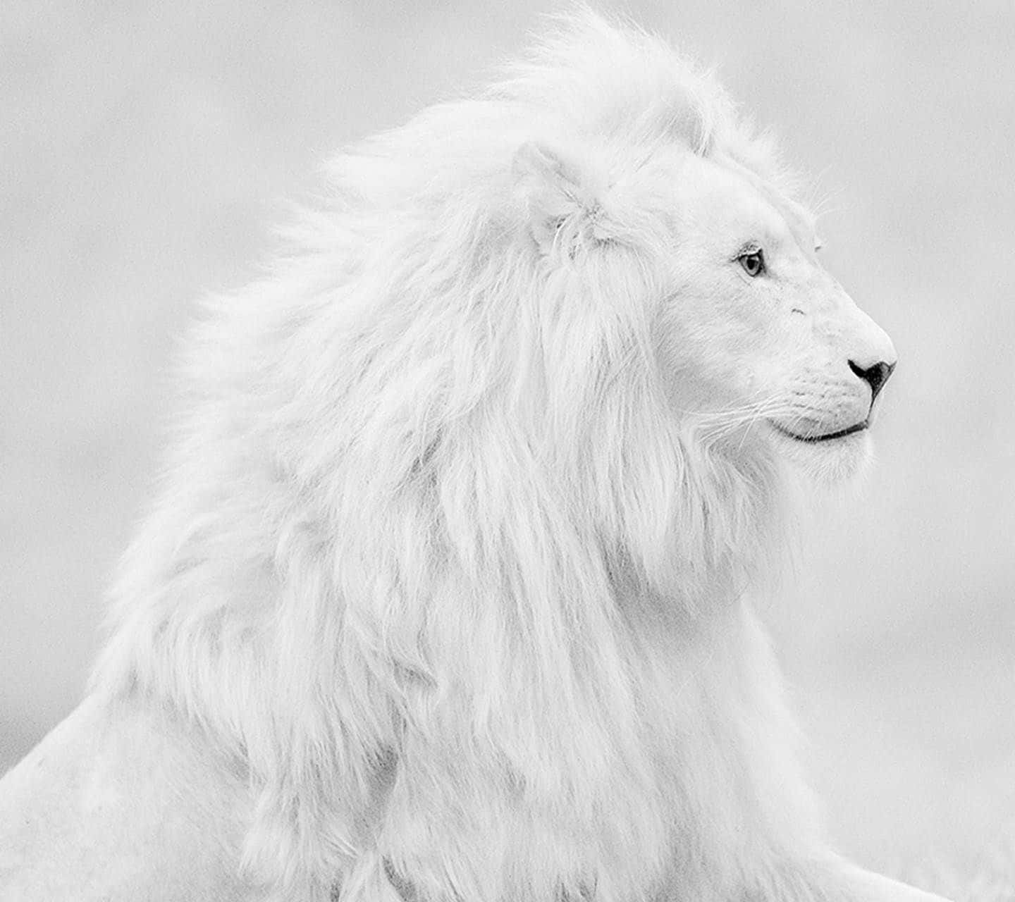 Black And White Lion Wallpaper