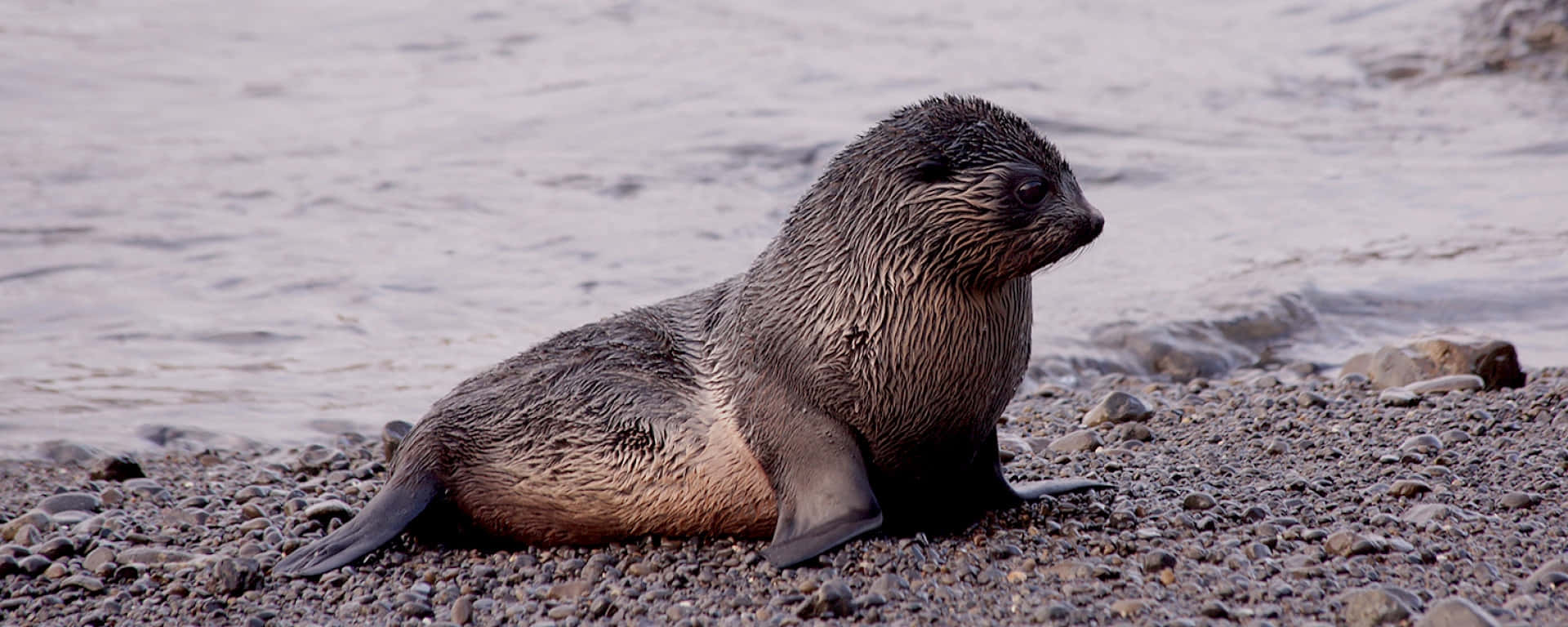 Southern Fur Seal Restingon Shoreline Wallpaper