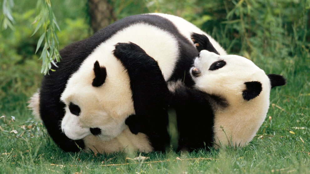 Buckets Of Cute Pandas At Sichuan Giant Panda Sanctuaries Photos